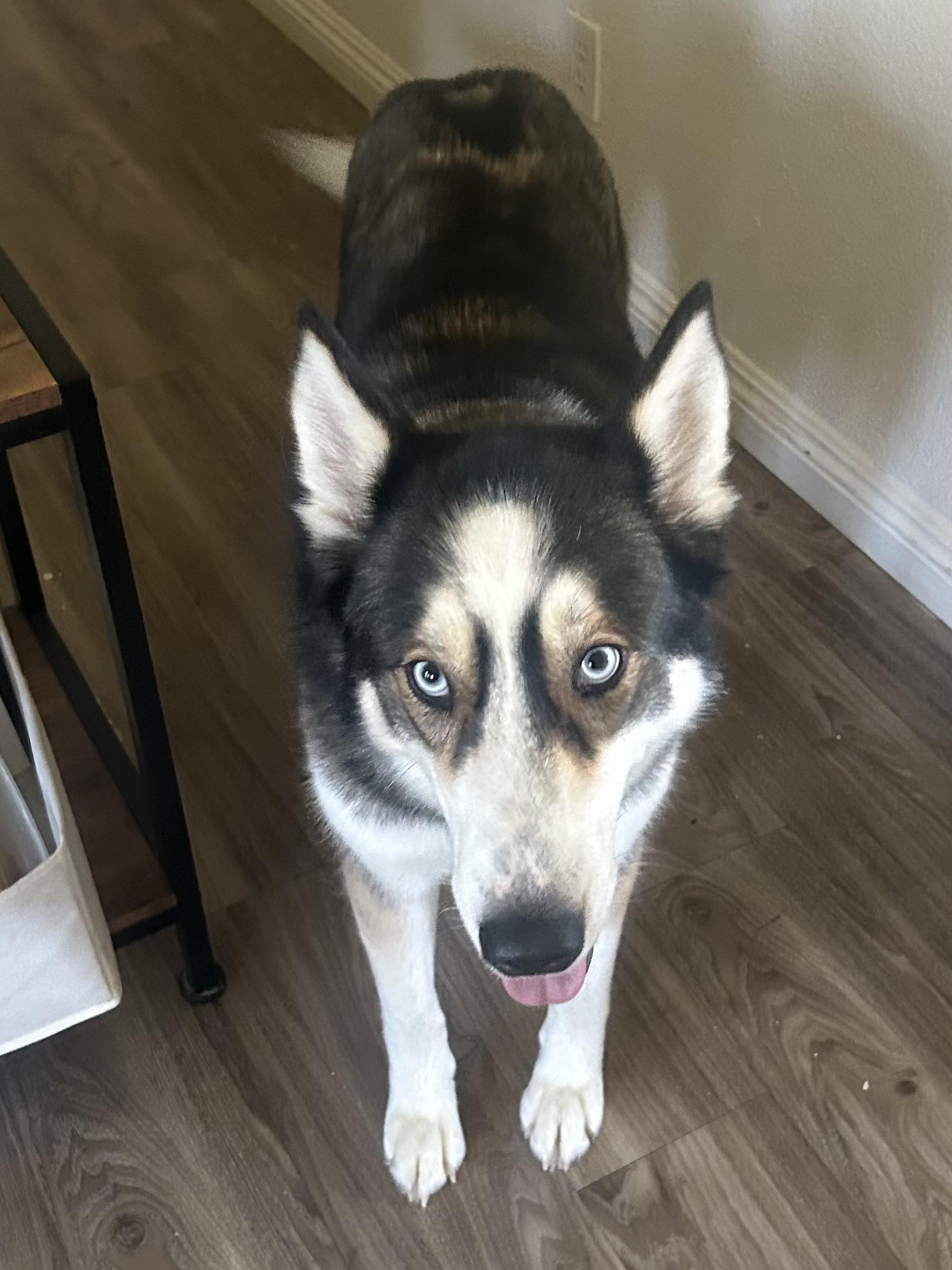 Snowflake, adopted, Adult Female Siberian Husky.