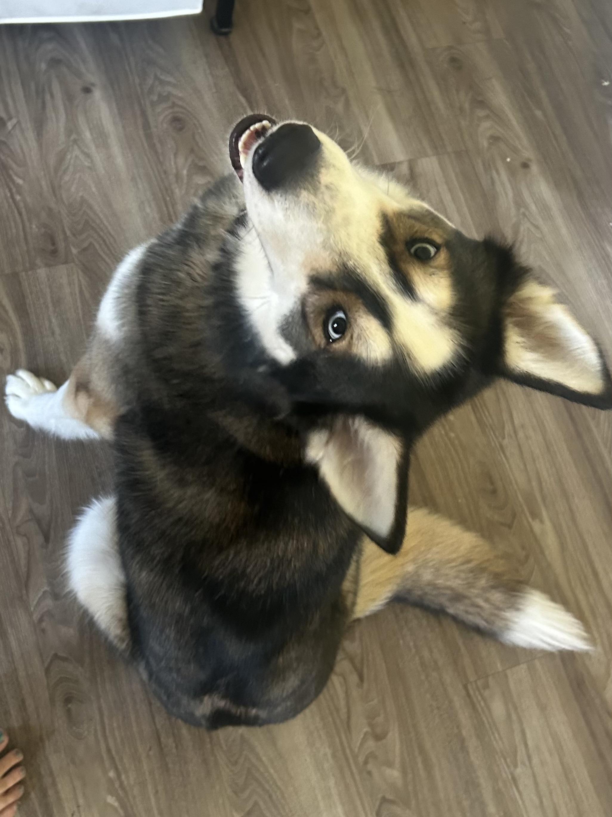 Snowflake, an adopted Siberian Husky in Menifee, CA image 3/6