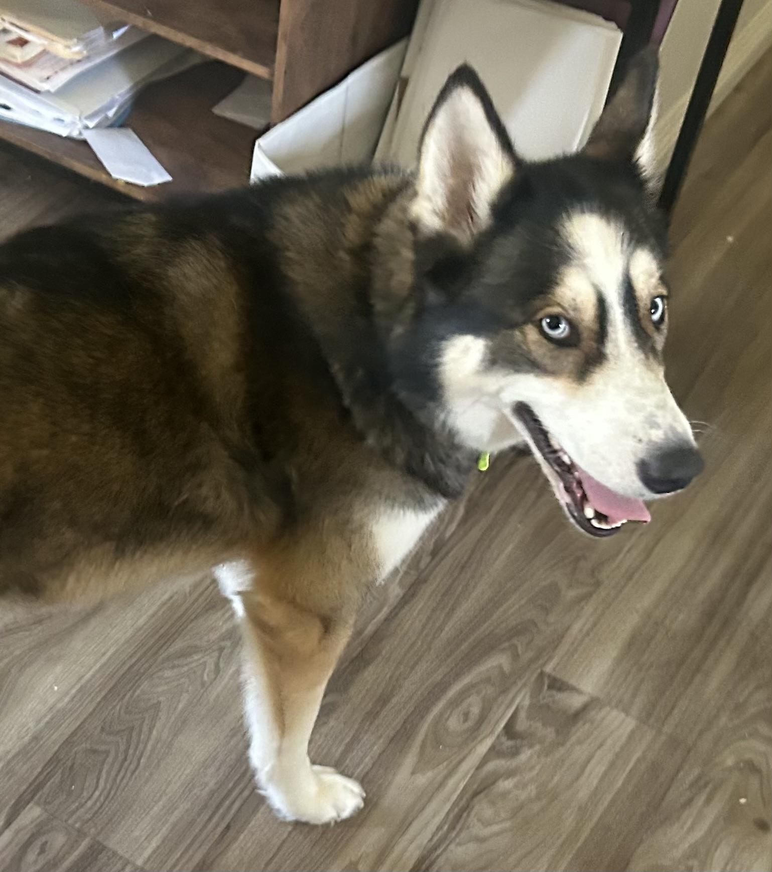 Snowflake, an adopted Siberian Husky in Menifee, CA image 2/6