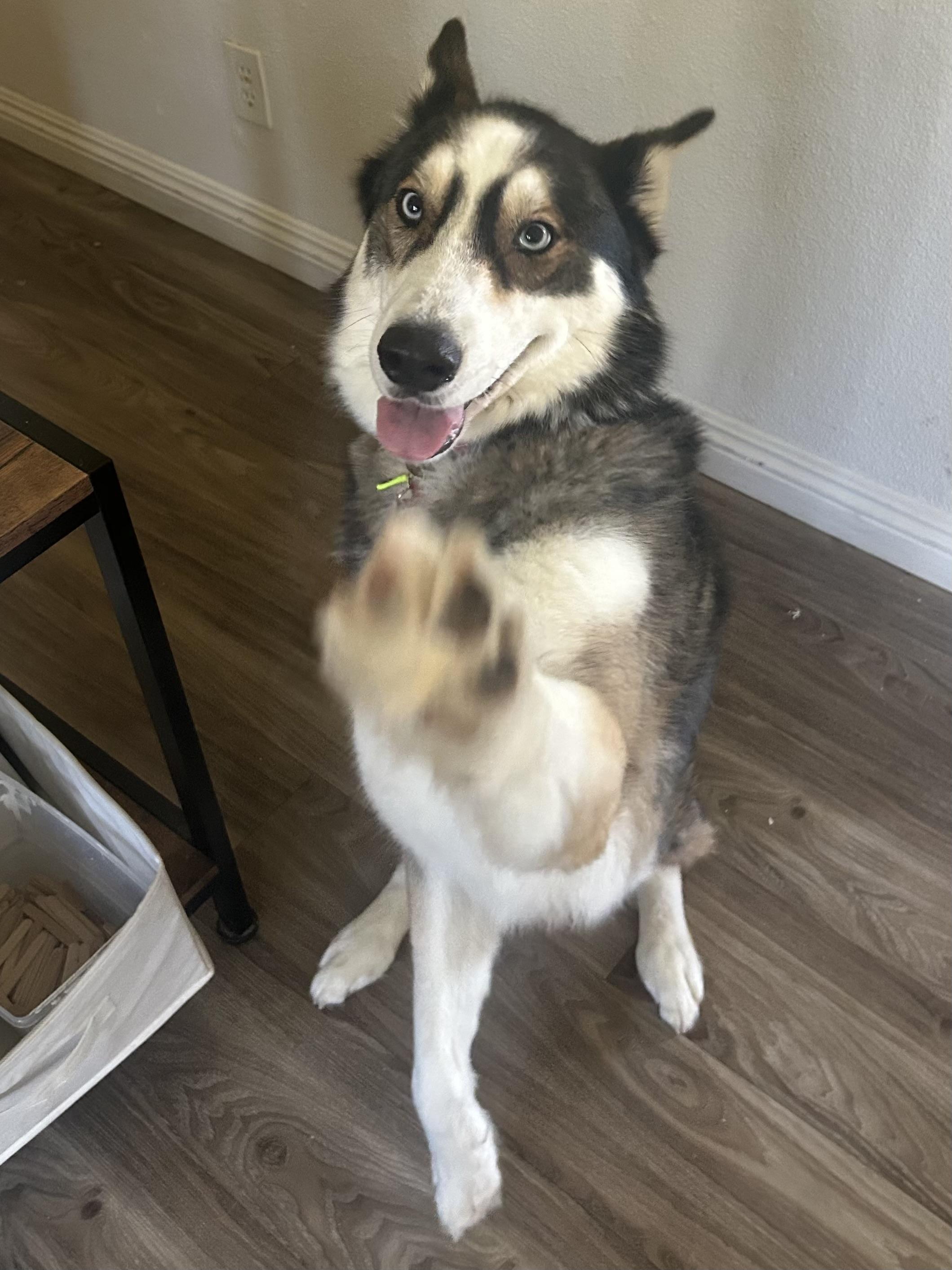 Snowflake, an adopted Siberian Husky in Menifee, CA image 5/6