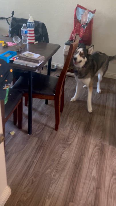 Enlarge Snowflake, an adopted Siberian Husky in Menifee, CA video 6/6