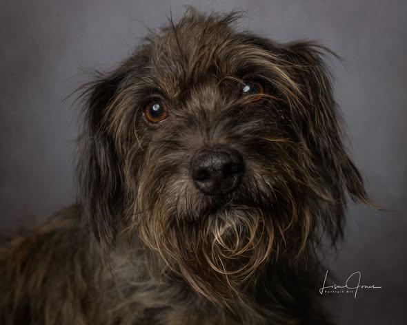 CharLee, ADOPTABLE, Adult Female Mixed Breed.