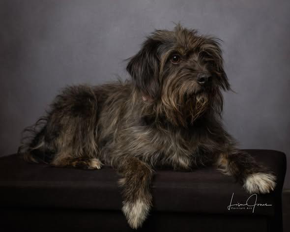 Enlarge CharLee, a ADOPTABLE Mixed Breed in Cullman, AL image 2/2