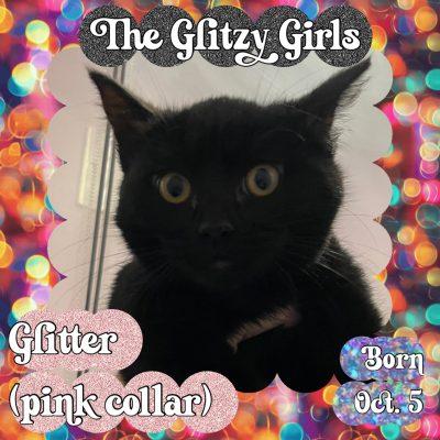 Enlarge GLITTER, a ADOPTABLE Bombay in Salida, CA image 2/2