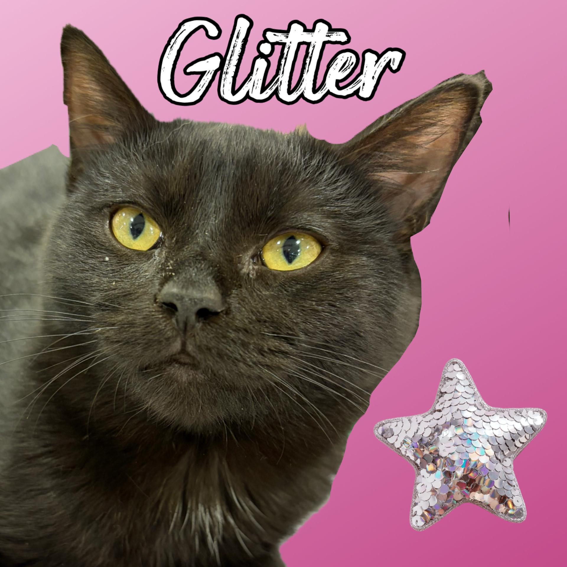 Enlarge GLITTER, a ADOPTABLE Bombay in Salida, CA image 1/2
