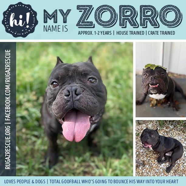 Zorro, Adoptable, Adult Male American Bully.