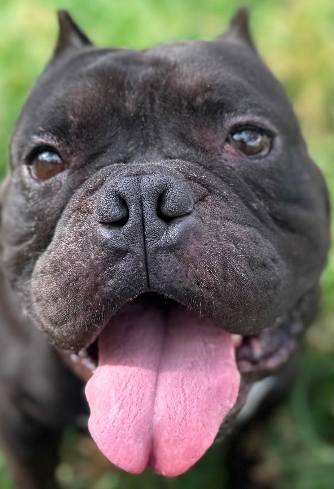 Enlarge Zorro, a Adoptable American Bully in New Port Richey, FL image 2/6