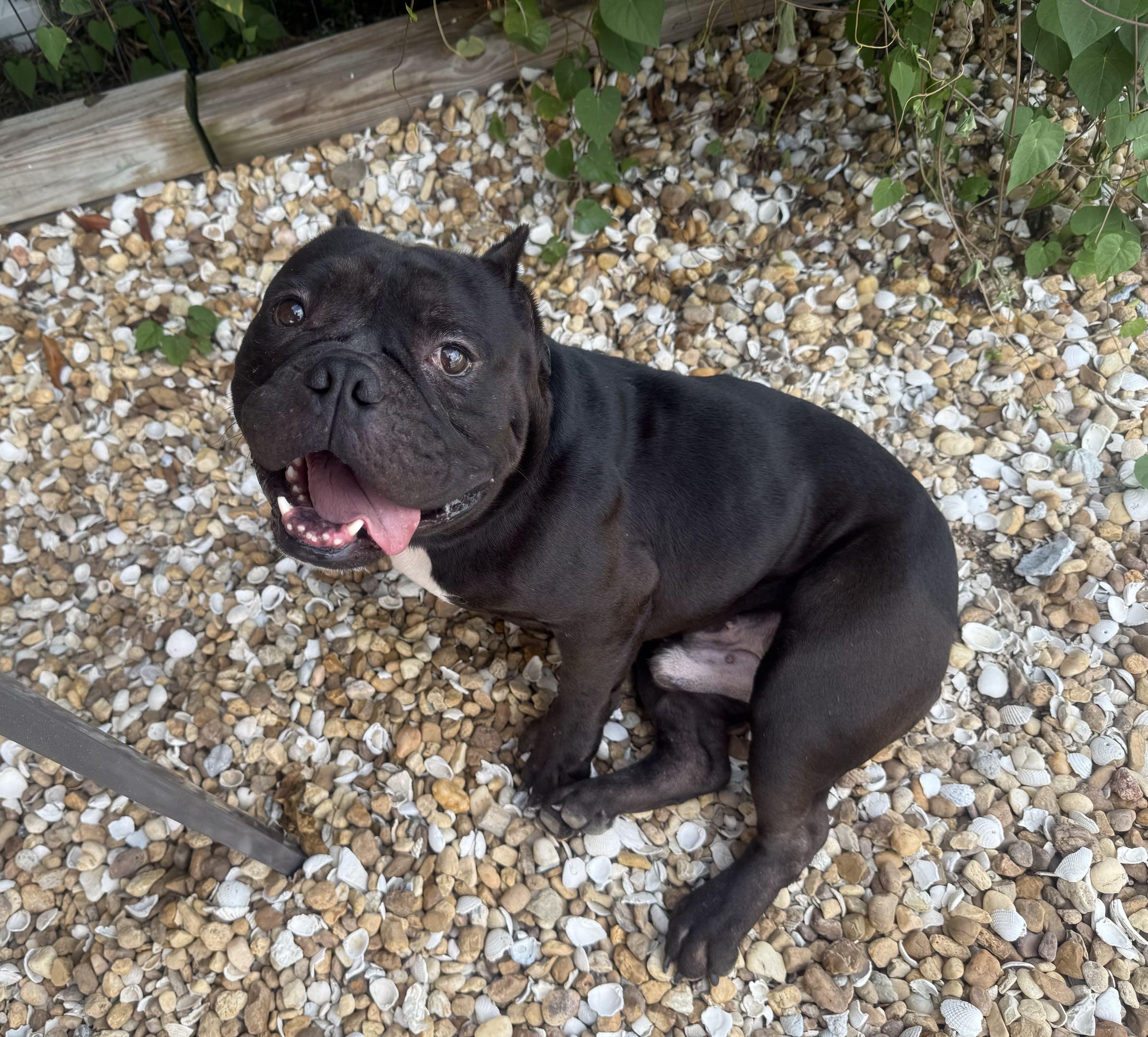 Enlarge Zorro, a Adoptable American Bully in New Port Richey, FL image 3/6