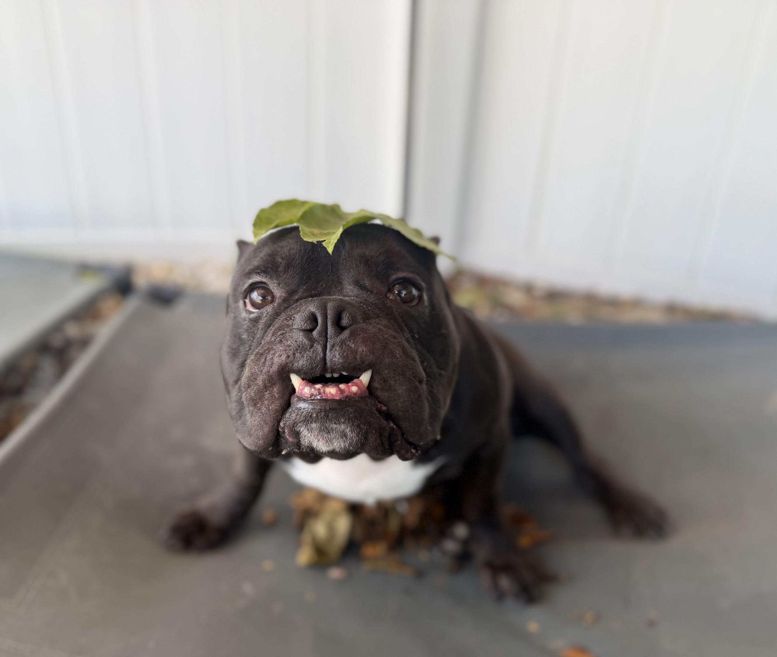 Enlarge Zorro, a Adoptable American Bully in New Port Richey, FL image 6/6