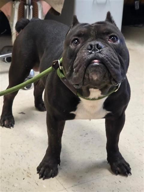 Enlarge Zorro, a Adoptable American Bully in New Port Richey, FL image 5/6
