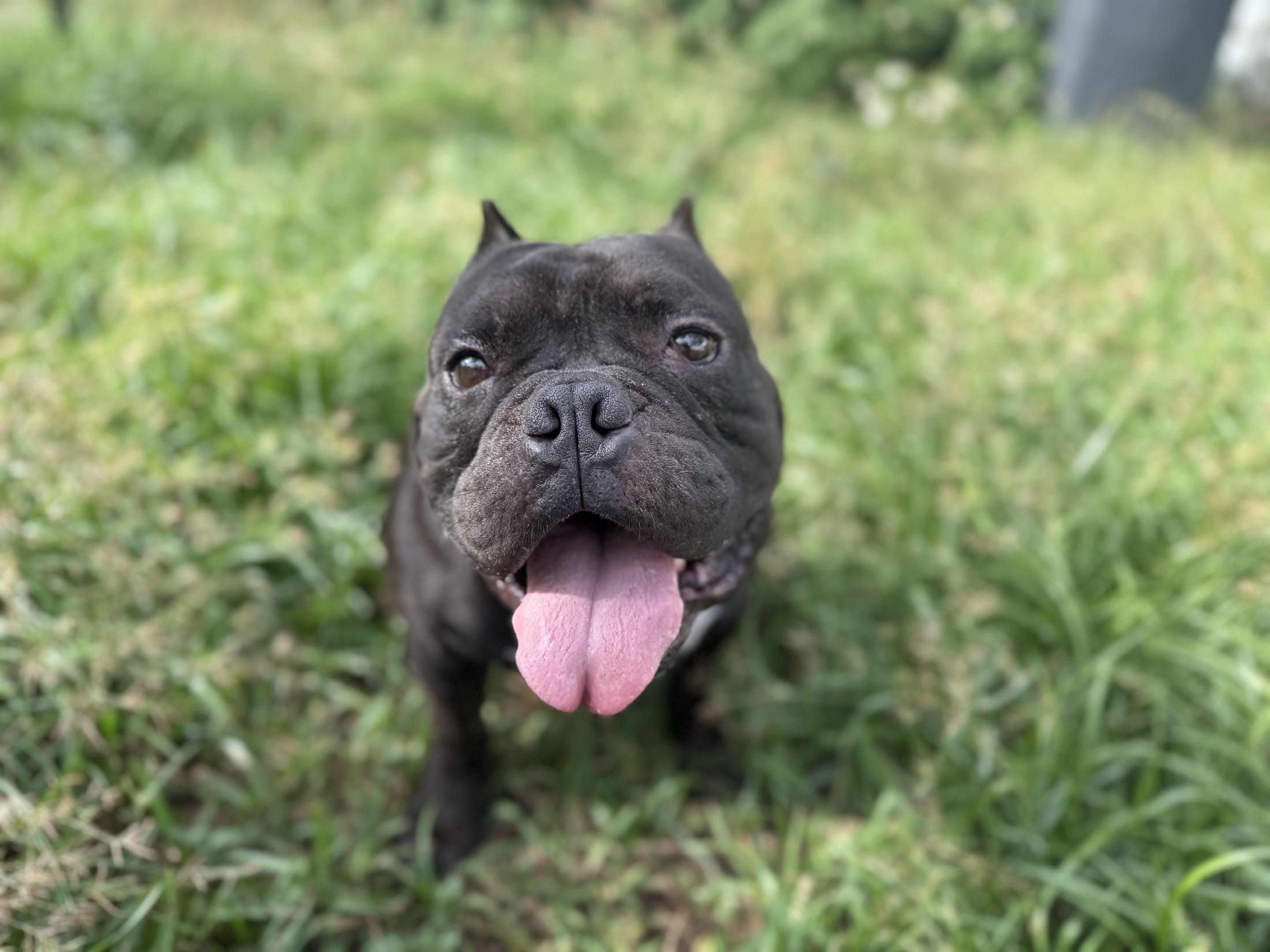 Enlarge Zorro, a Adoptable American Bully in New Port Richey, FL image 4/6