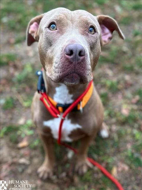 Enlarge LADY, a Adoptable Pit Bull Terrier in Hagerstown, MD image 1/1