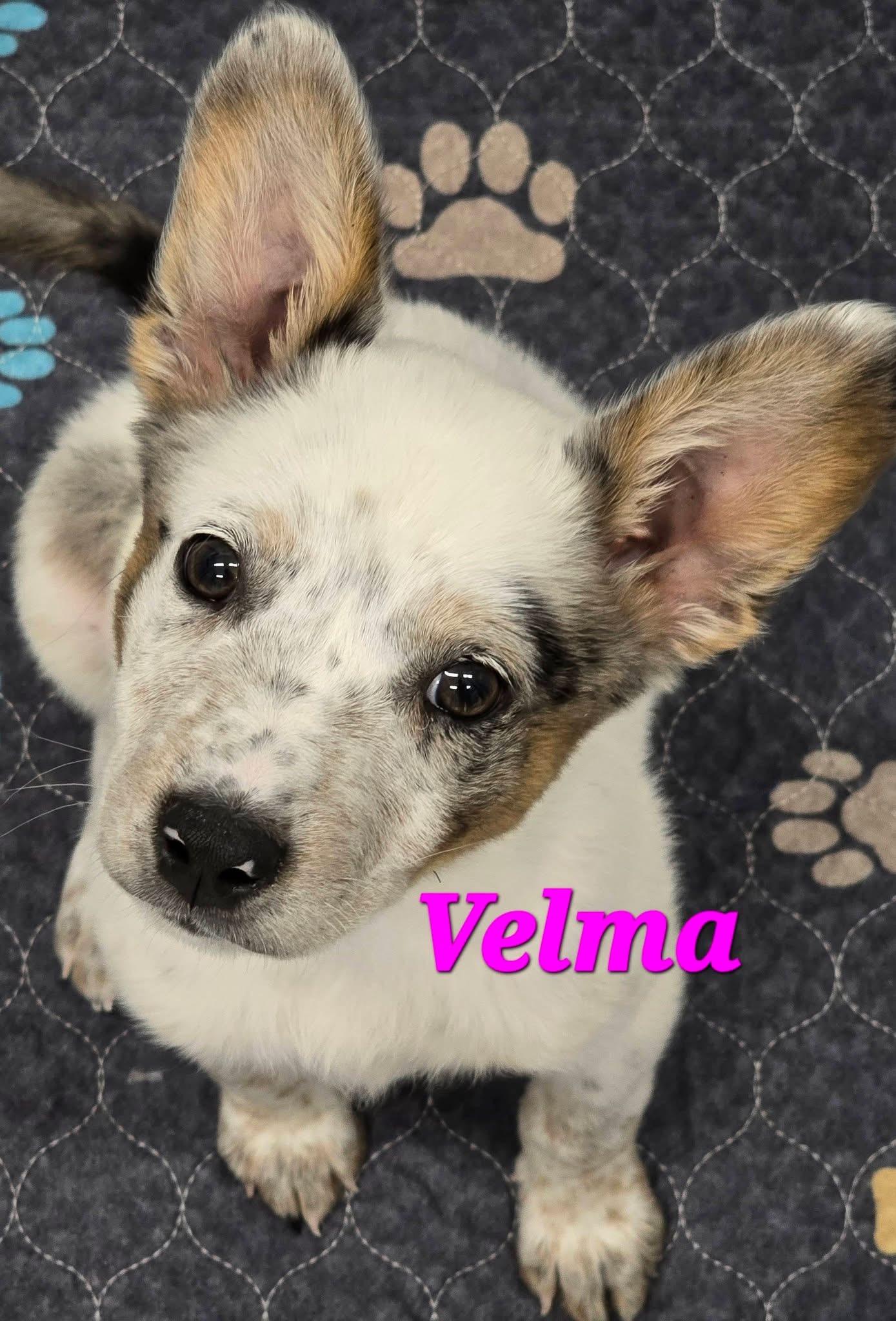 Velma, adopted, Puppy Female Australian Cattle Dog / Blue Heeler.