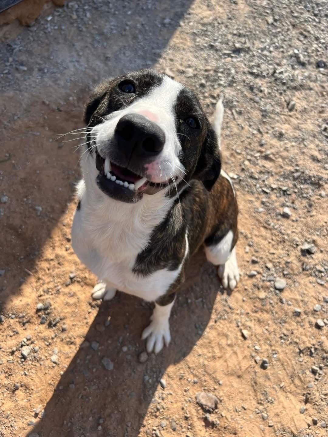 Duchess, Adopted, Young Female Mixed Breed.