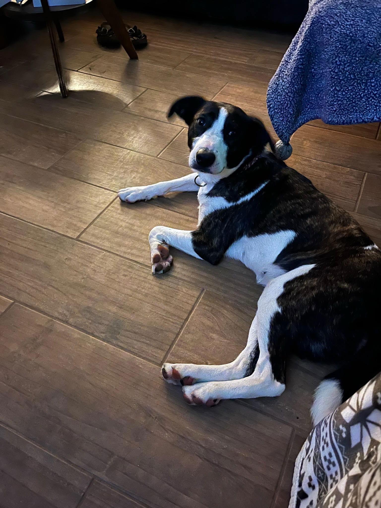 Duchess, a Adopted Mixed Breed in Prague, OK image 2/3