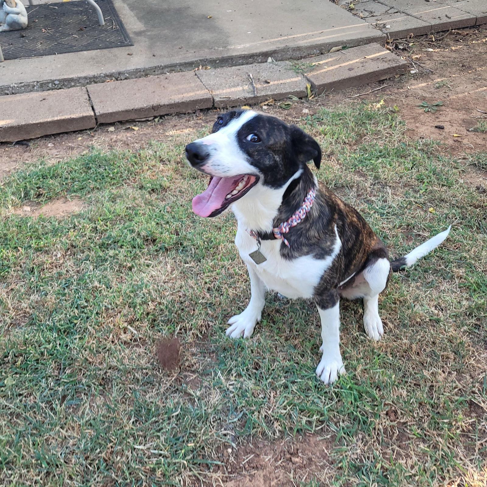 Duchess, a Adopted Mixed Breed in Prague, OK image 3/3