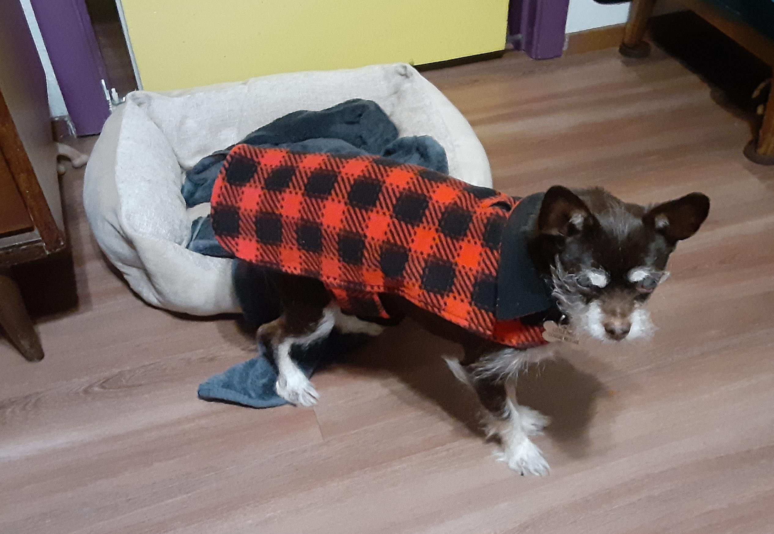 Enlarge Roxie, a ADOPTABLE mixed breed in Sacramento, CA image 3/6