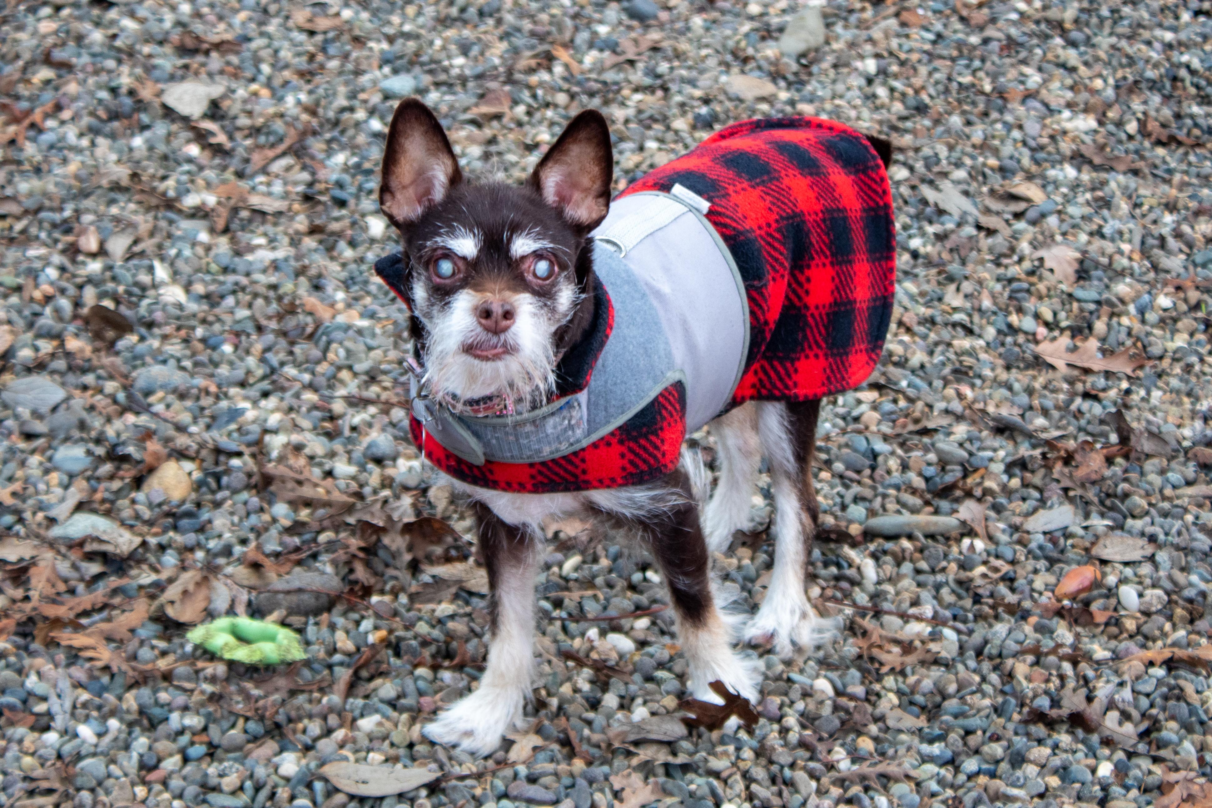 Enlarge Roxie, an adopted mixed breed in Sacramento, CA image 2/6