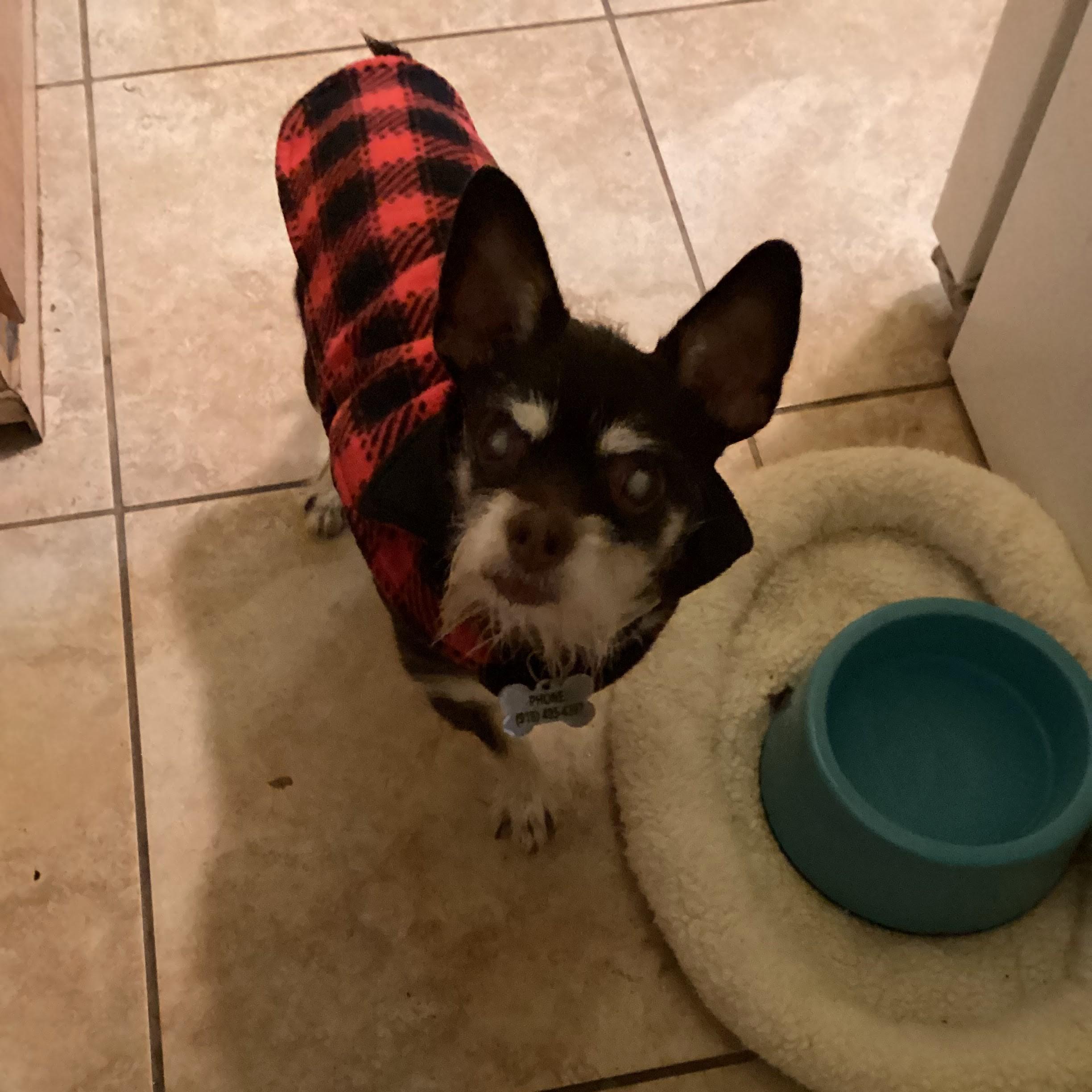 Roxie, ADOPTABLE, Senior Female Rat Terrier & Yorkshire Terrier.