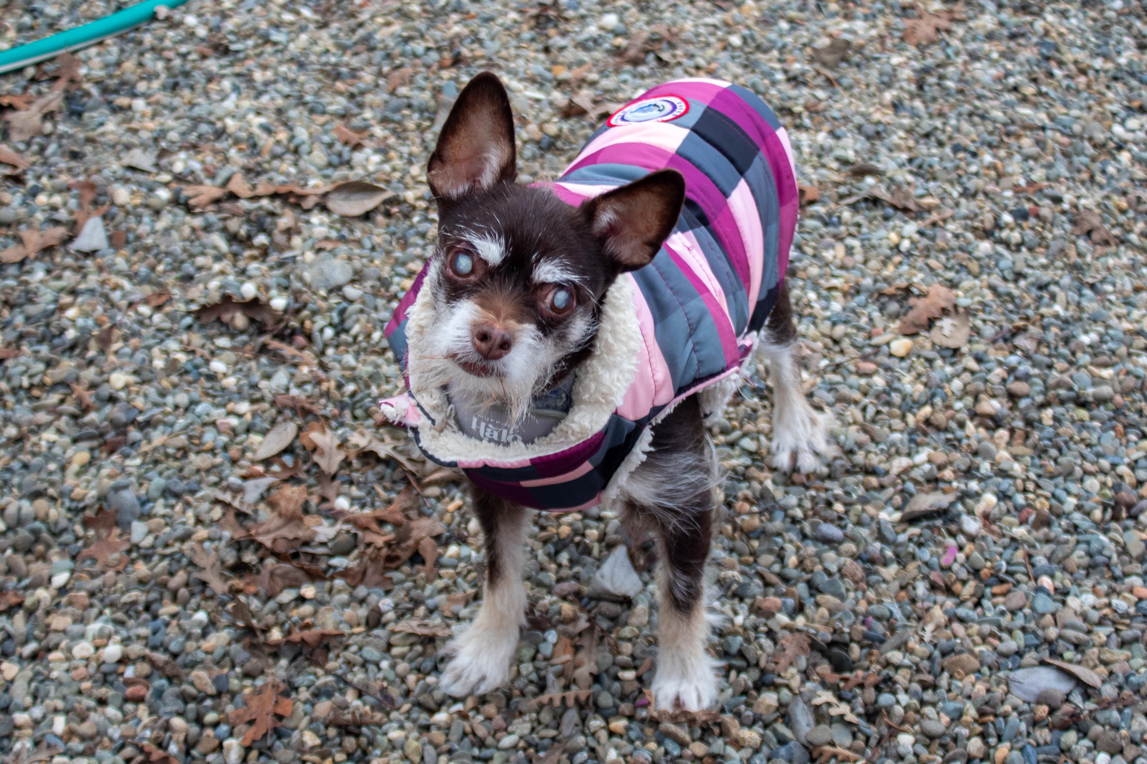 Enlarge Roxie, an adopted mixed breed in Sacramento, CA image 1/6