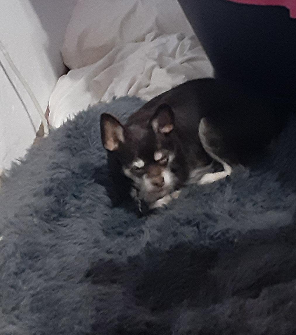 Enlarge Roxie, a ADOPTABLE mixed breed in Sacramento, CA image 5/6