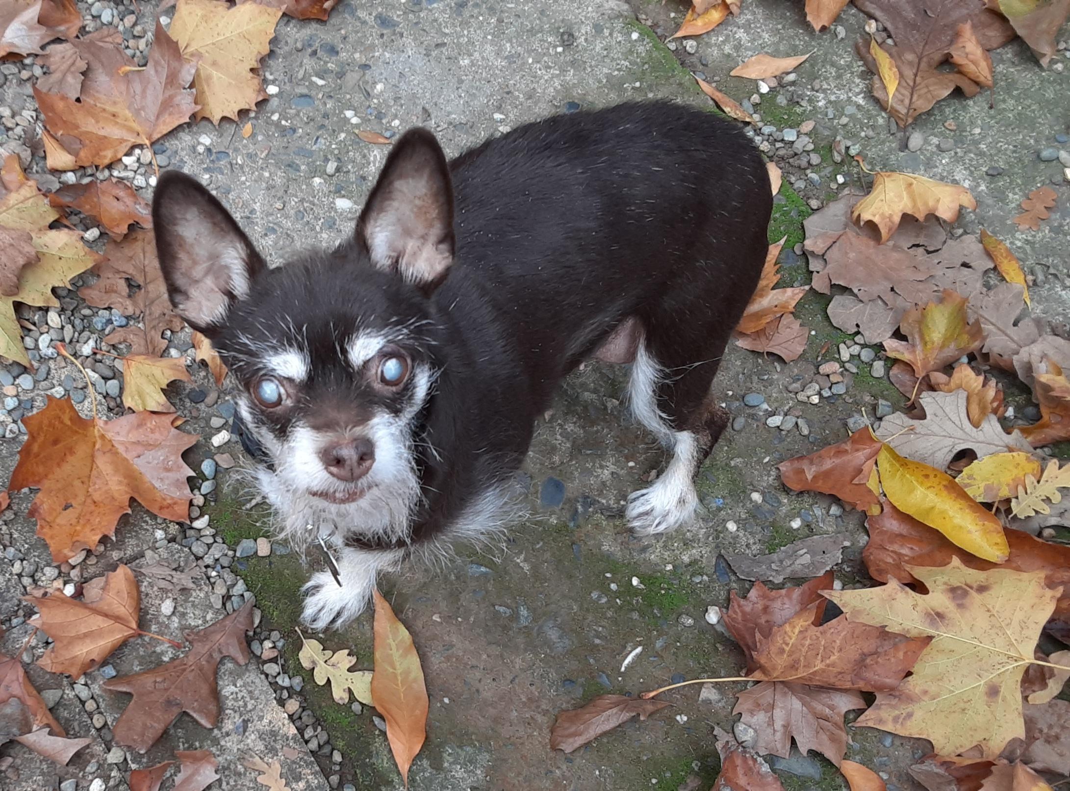 Enlarge Roxie, a ADOPTABLE mixed breed in Sacramento, CA image 2/6