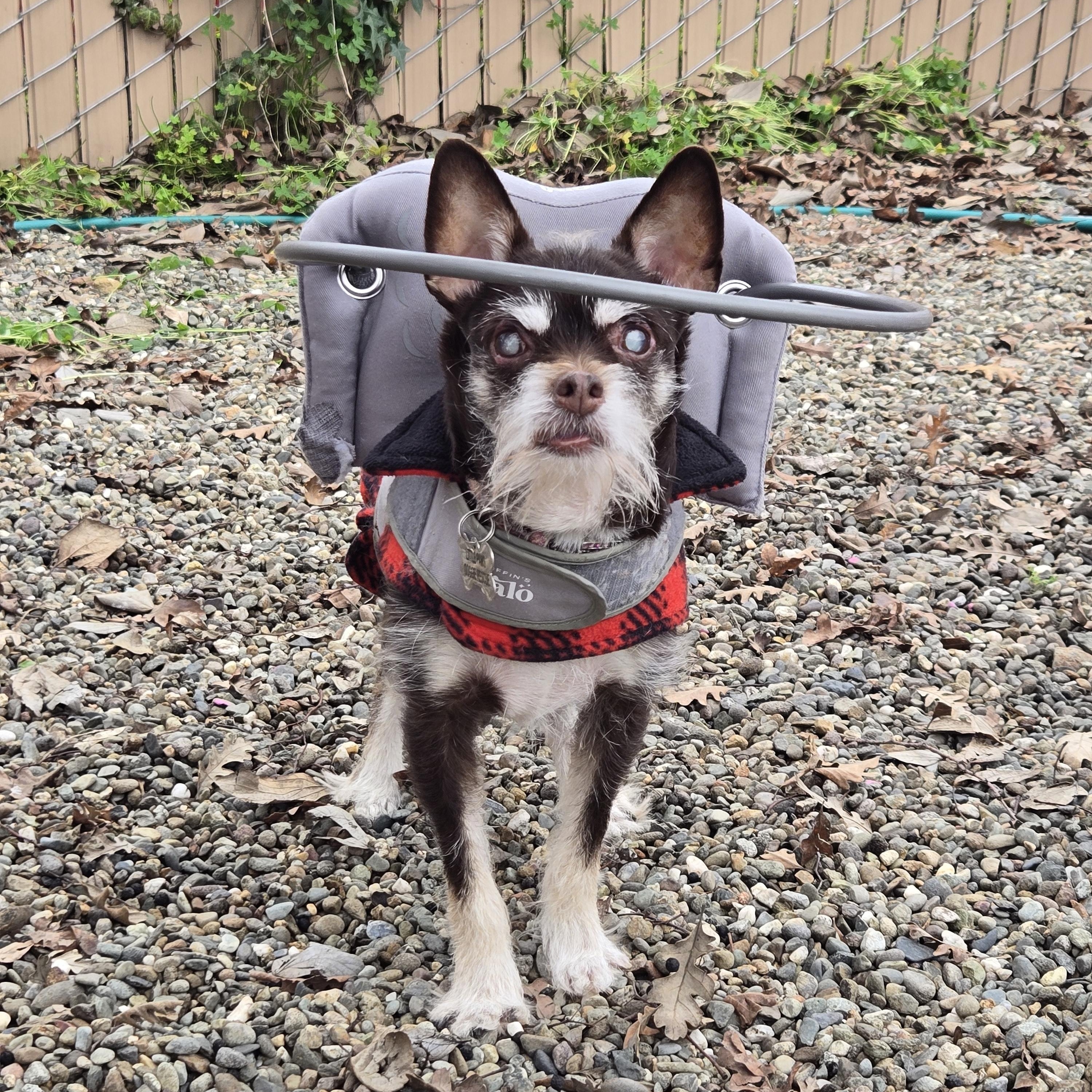 Enlarge Roxie, an adopted mixed breed in Sacramento, CA image 3/6