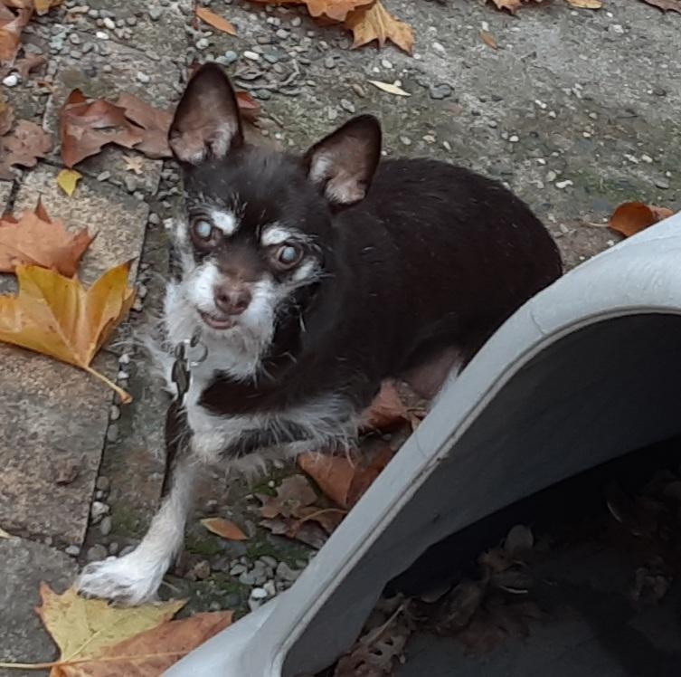 Enlarge Roxie, a ADOPTABLE mixed breed in Sacramento, CA image 4/6