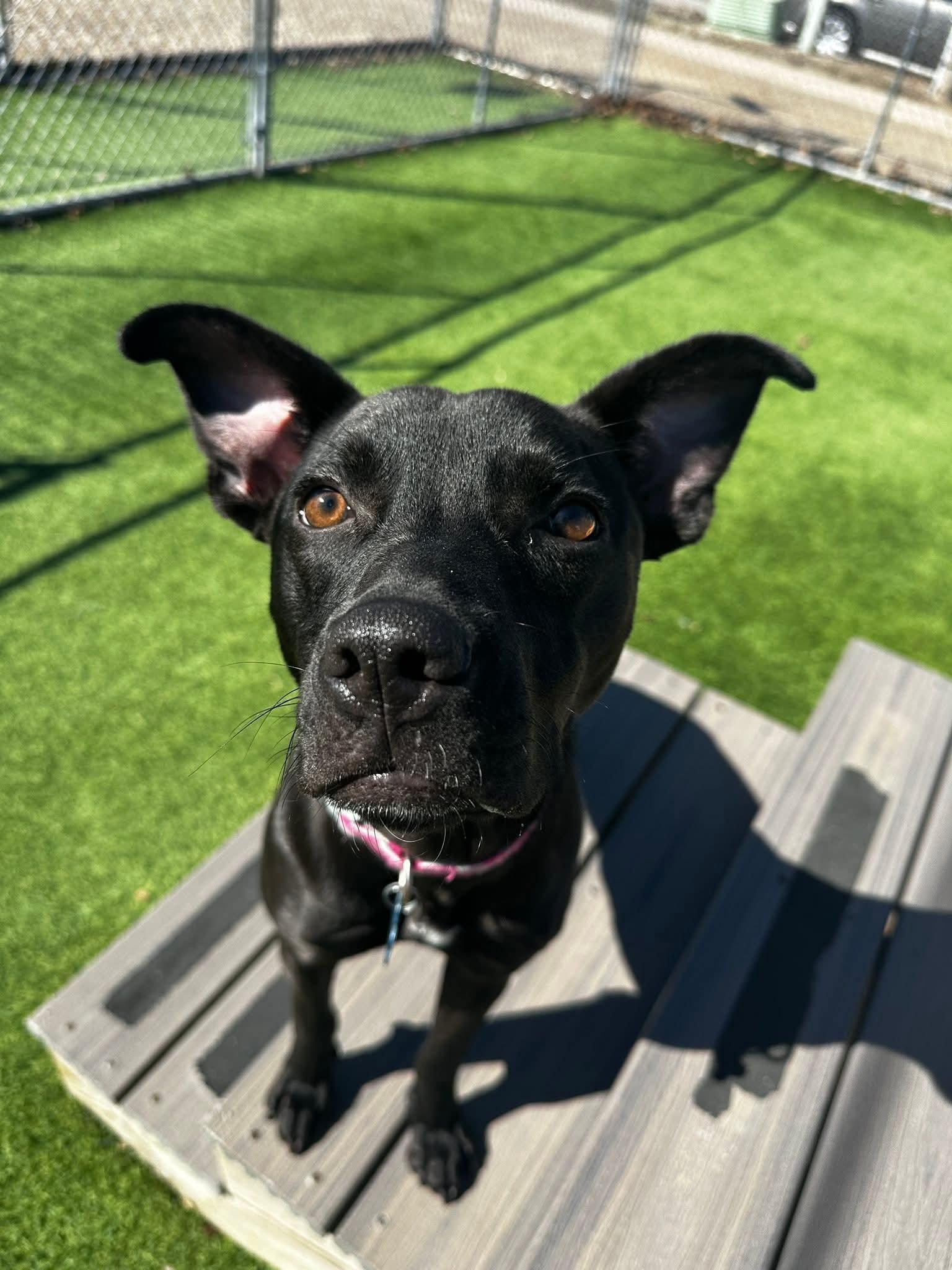 Enlarge Shelby, an adopted mixed breed in Cedar Rapids, IA image 2/6
