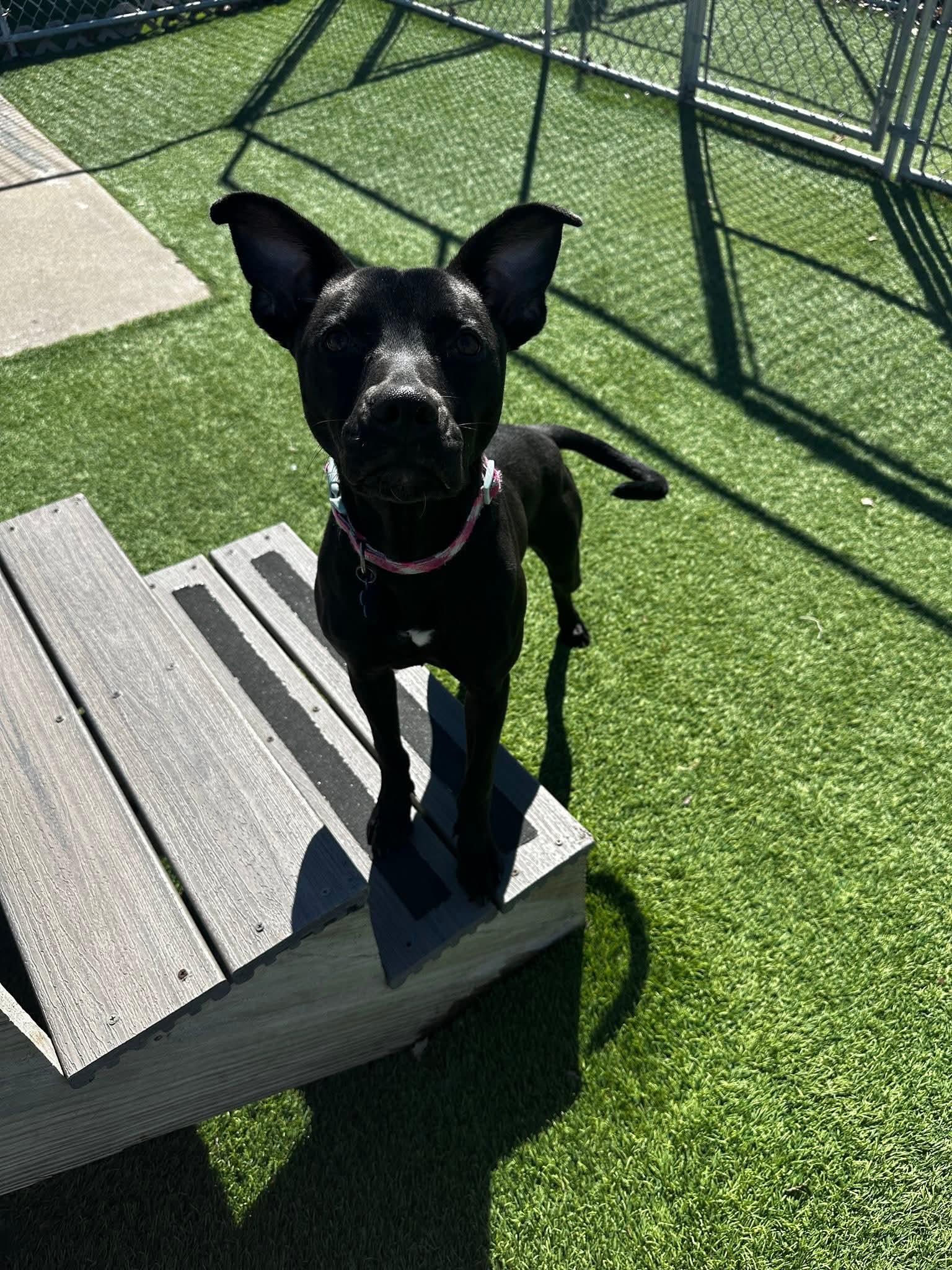 Enlarge Shelby, an adopted mixed breed in Cedar Rapids, IA image 5/6