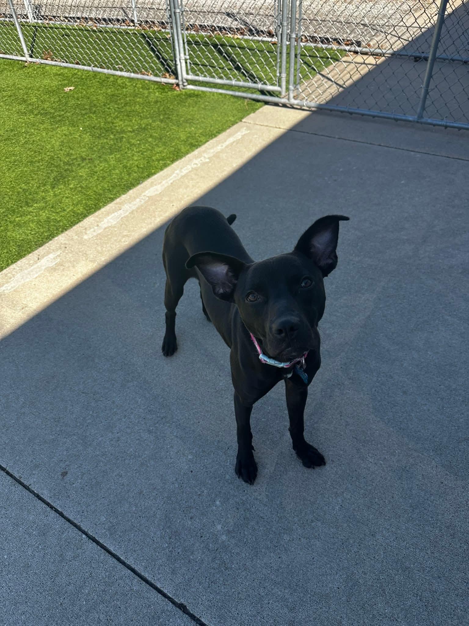 Enlarge Shelby, an adopted mixed breed in Cedar Rapids, IA image 6/6