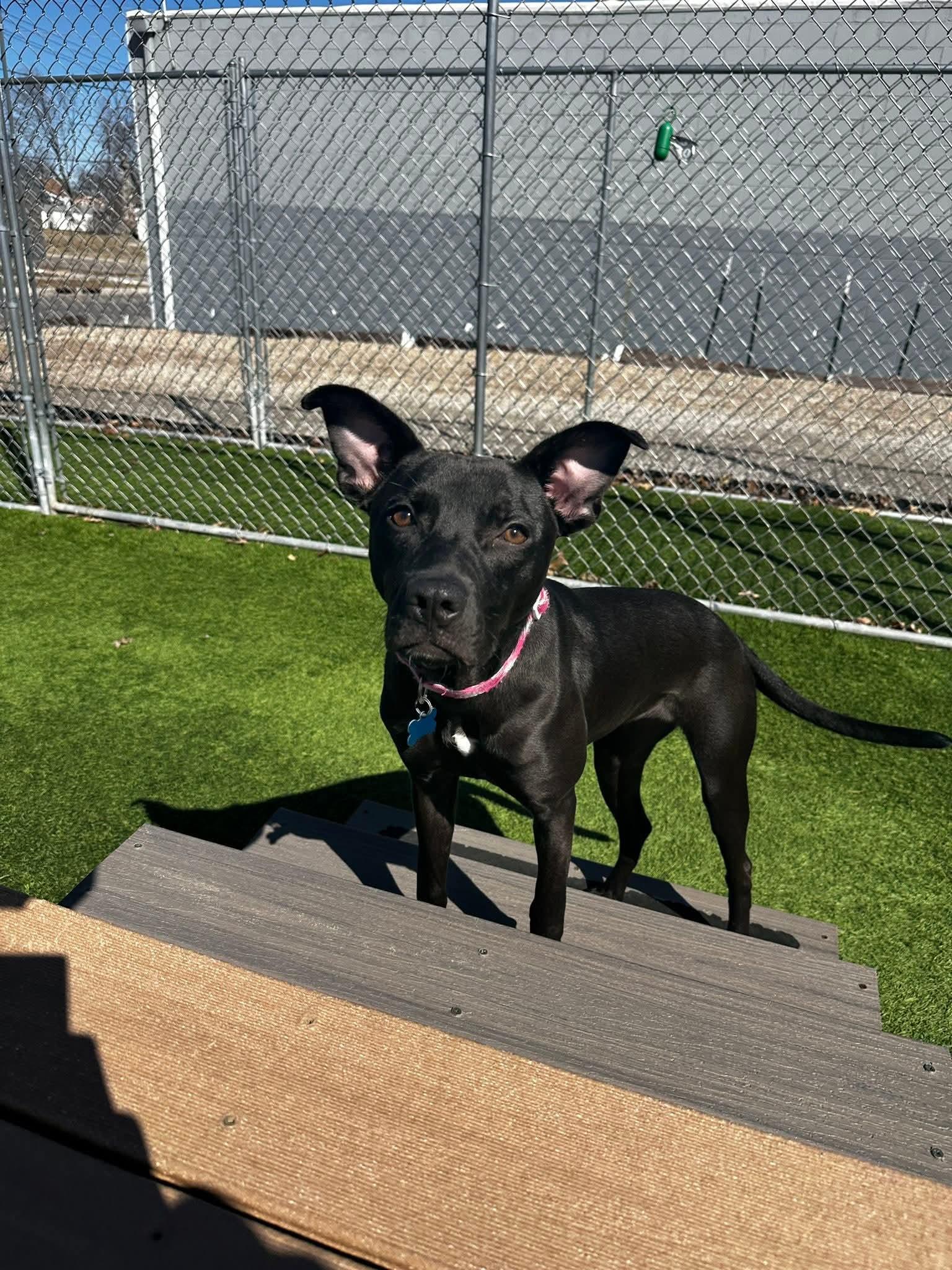 Shelby, Adoptable, Puppy Female Labrador Retriever & Mixed Breed.