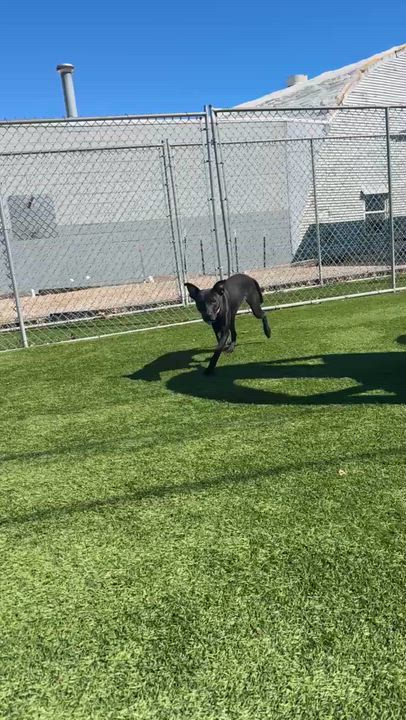 Enlarge Shelby, an adopted mixed breed in Cedar Rapids, IA video 4/6