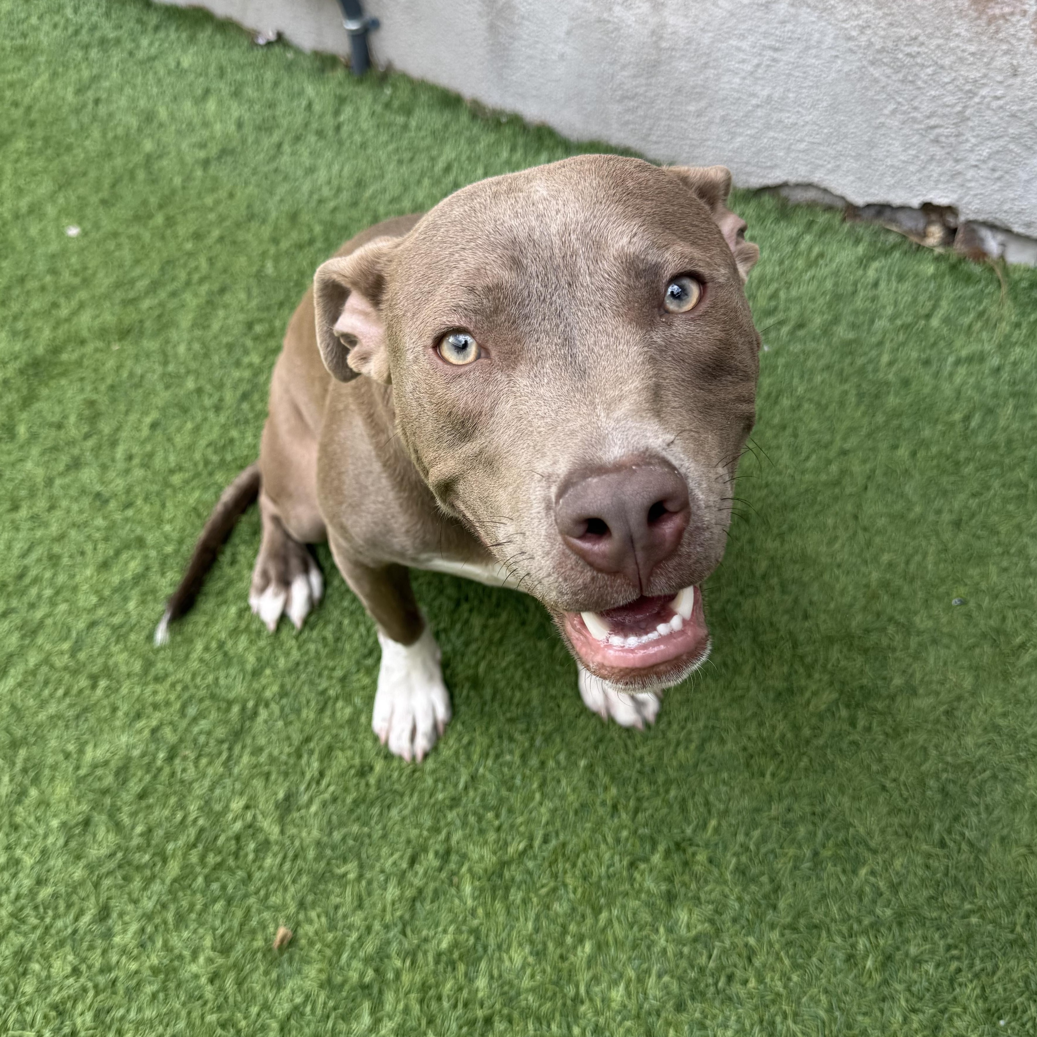Damien, an adoptable mixed breed in Henderson, NV image 2/4