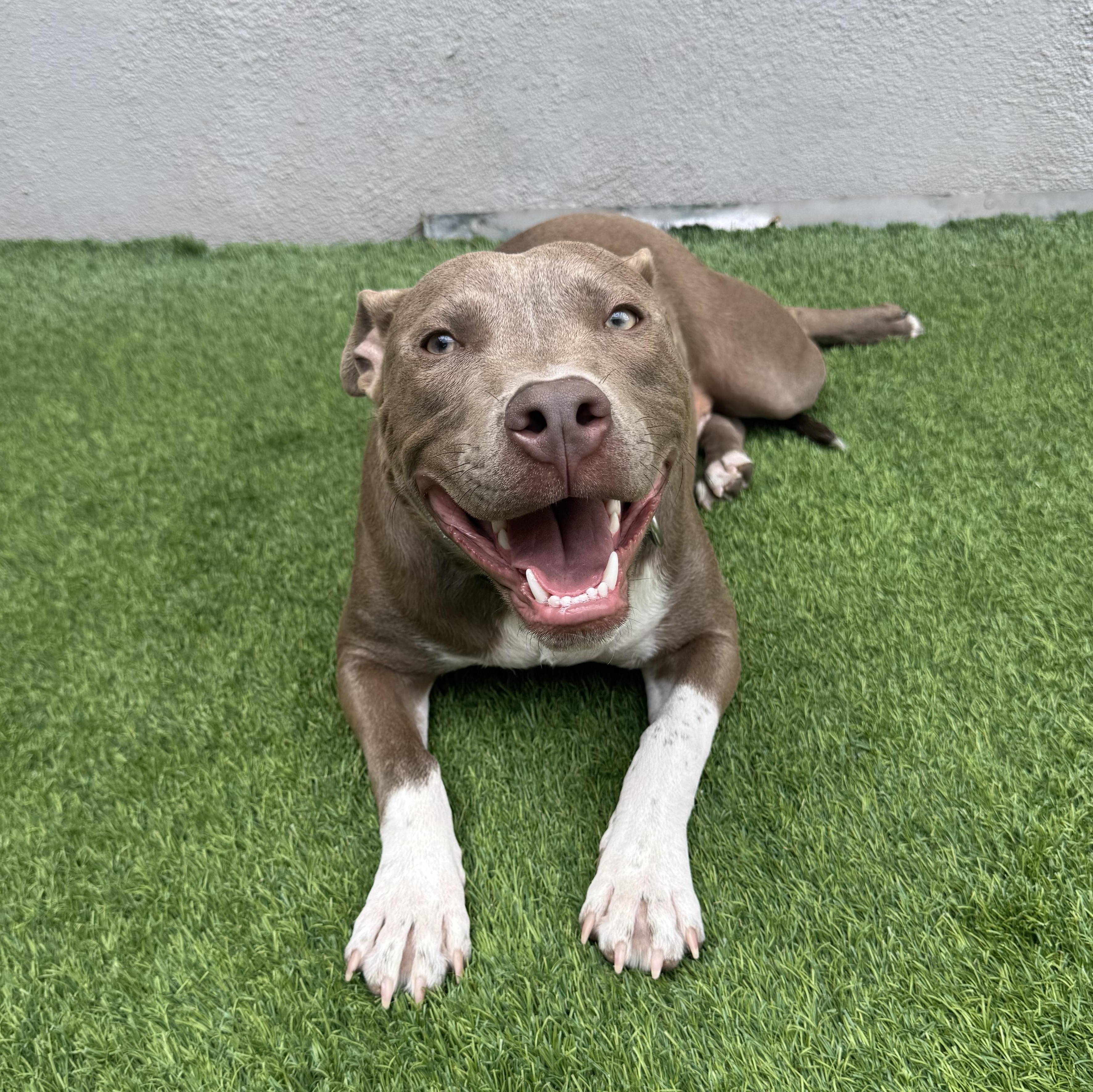 Damien, an adoptable mixed breed in Henderson, NV image 1/4