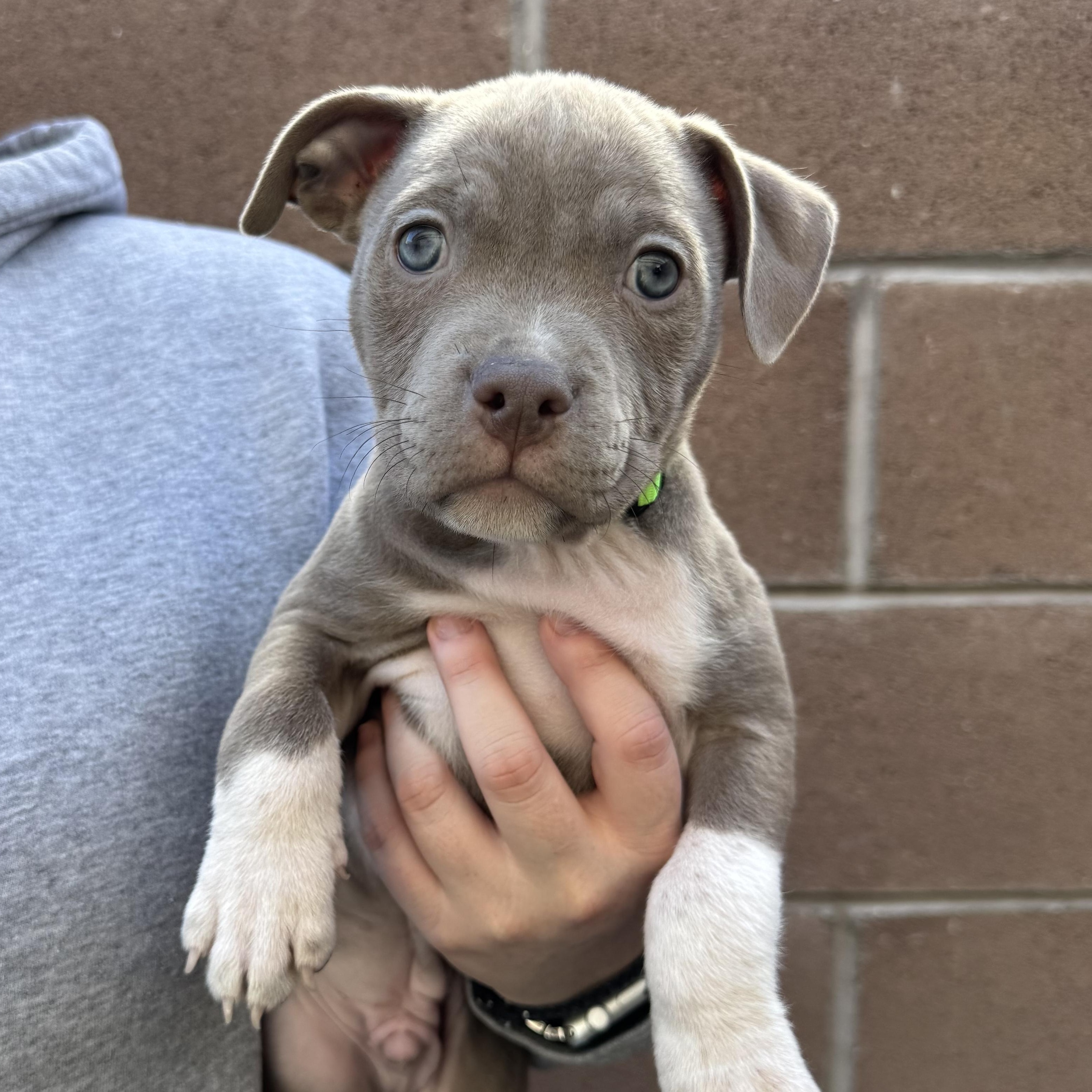 Damien, an adoptable mixed breed in Henderson, NV image 3/4