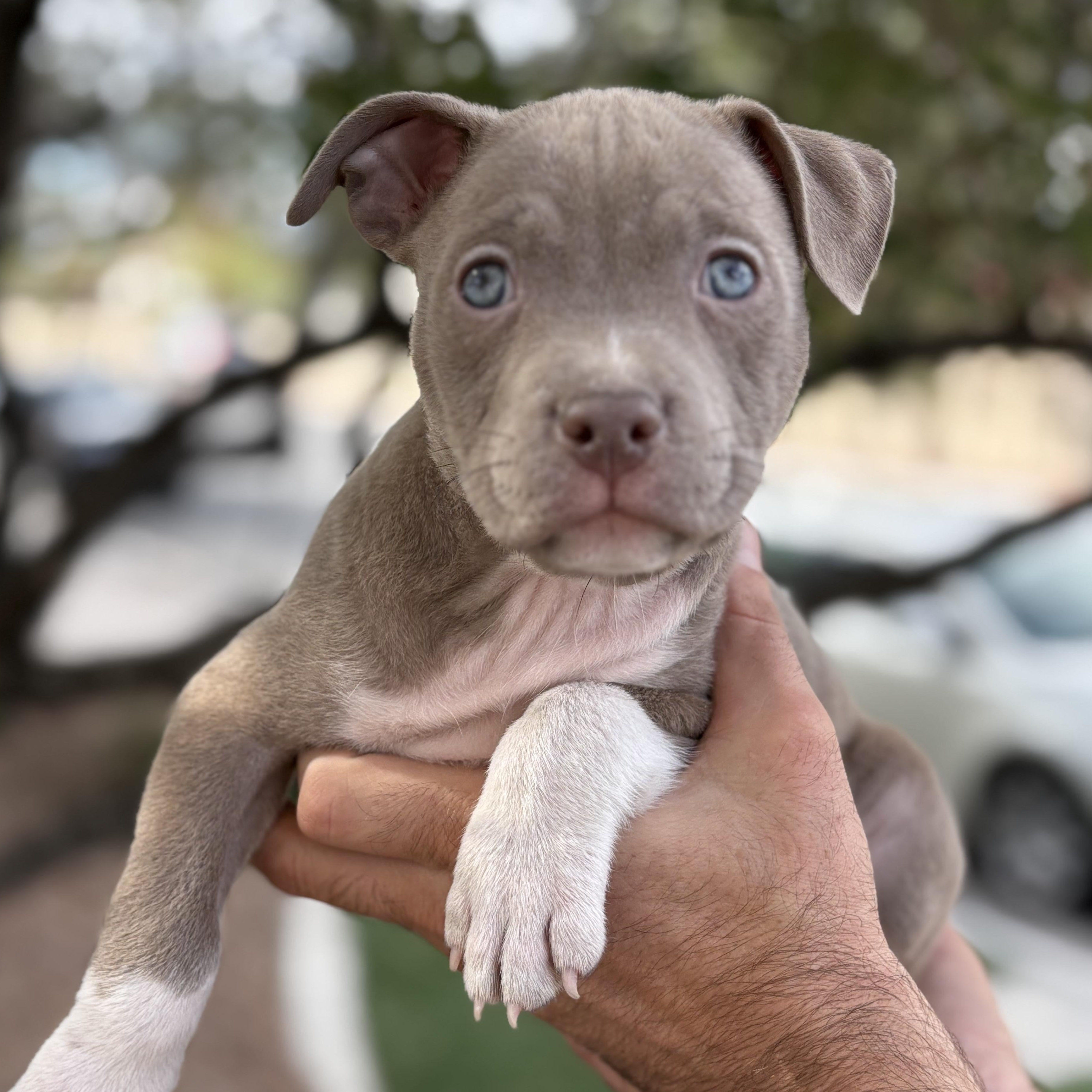 Damien, an adoptable mixed breed in Henderson, NV image 4/4