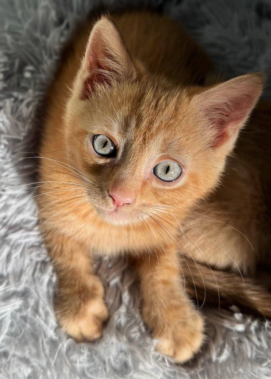 Gomez, Adoptable, Young Male Domestic Medium Hair.