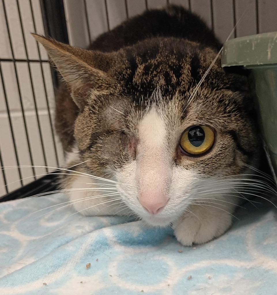 Uno, Adoptable, Young Male Domestic Short Hair.