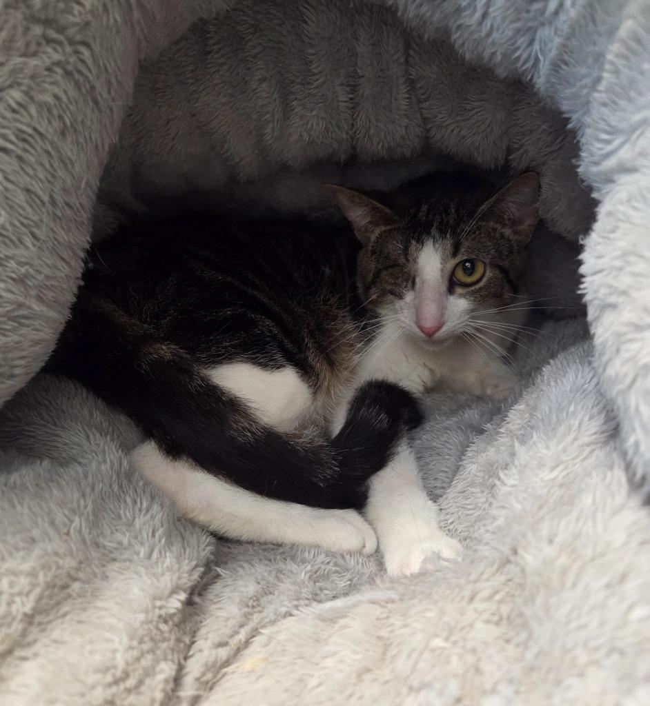 Enlarge Uno, a Adoptable mixed breed in Muskegon, MI image 2/3