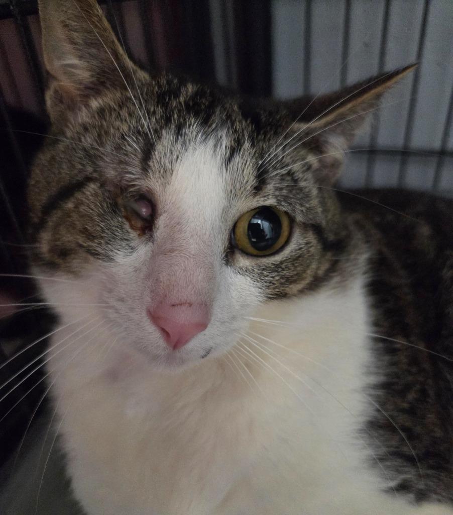 Enlarge Uno, a Adoptable mixed breed in Muskegon, MI image 3/3