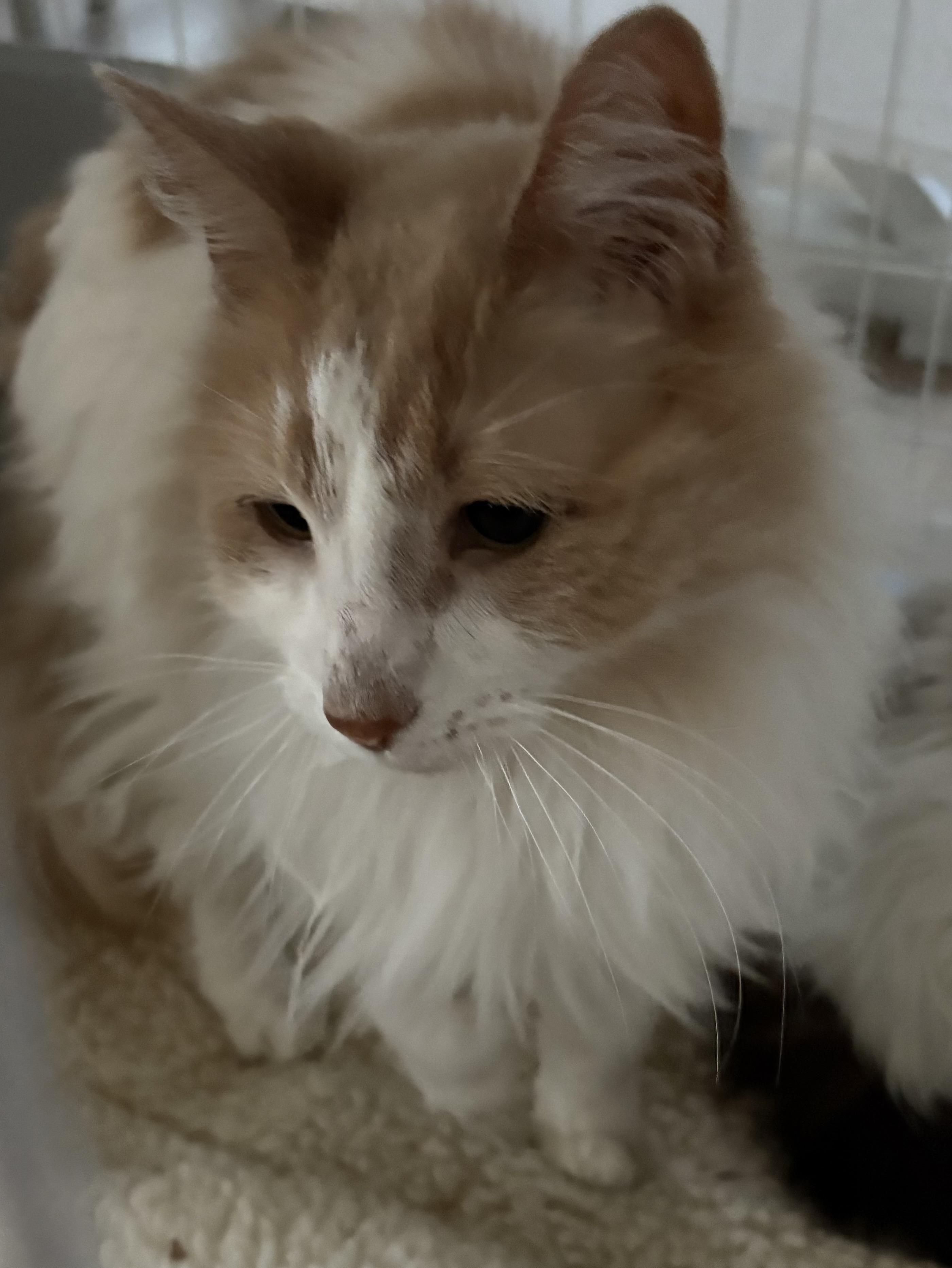 Enlarge Elphie and Fiyero, a ADOPTABLE Domestic Long Hair in Roslyn Heights, NY image 2/3