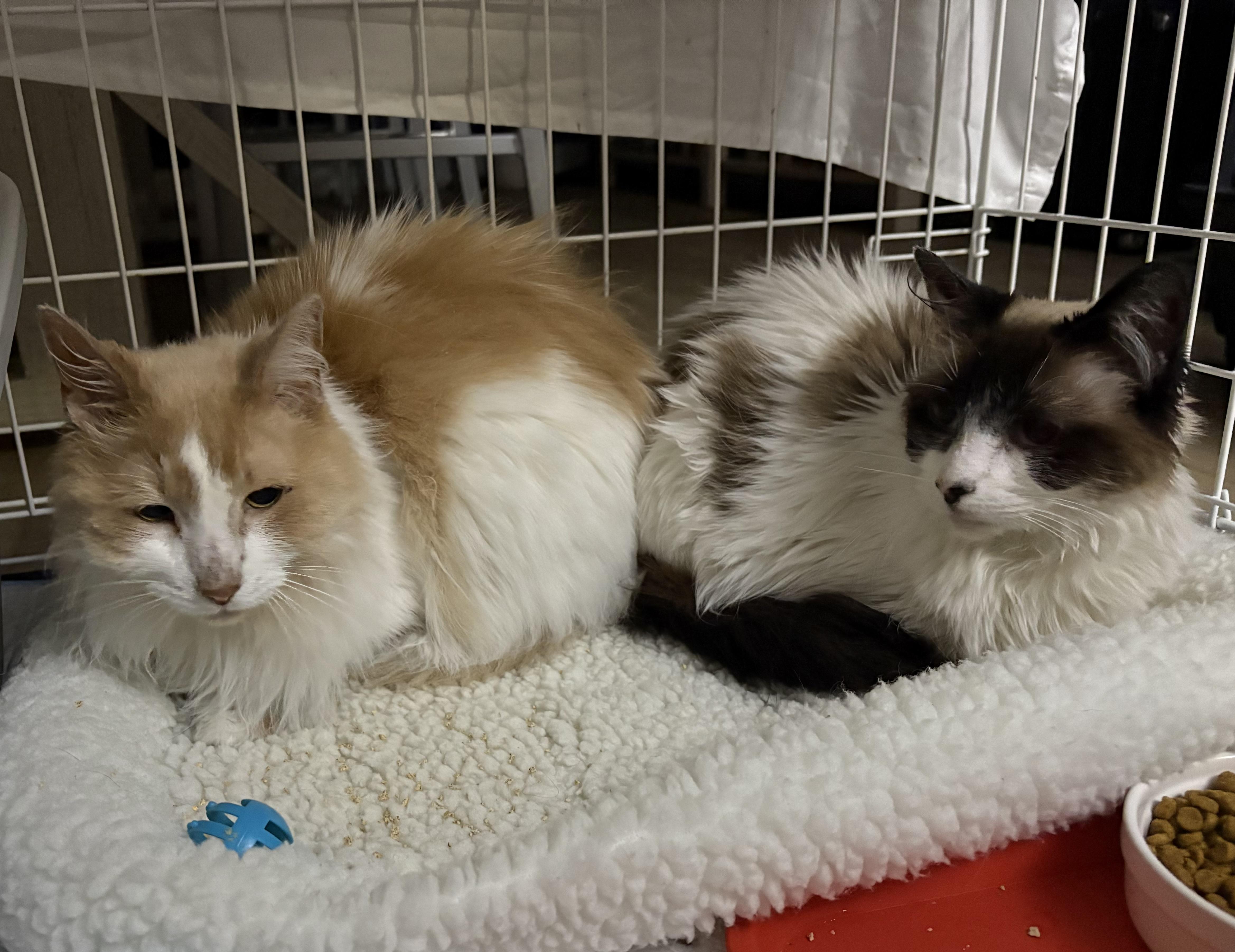 Elphie and Fiyero, ADOPTABLE, Adult Male Domestic Long Hair.
