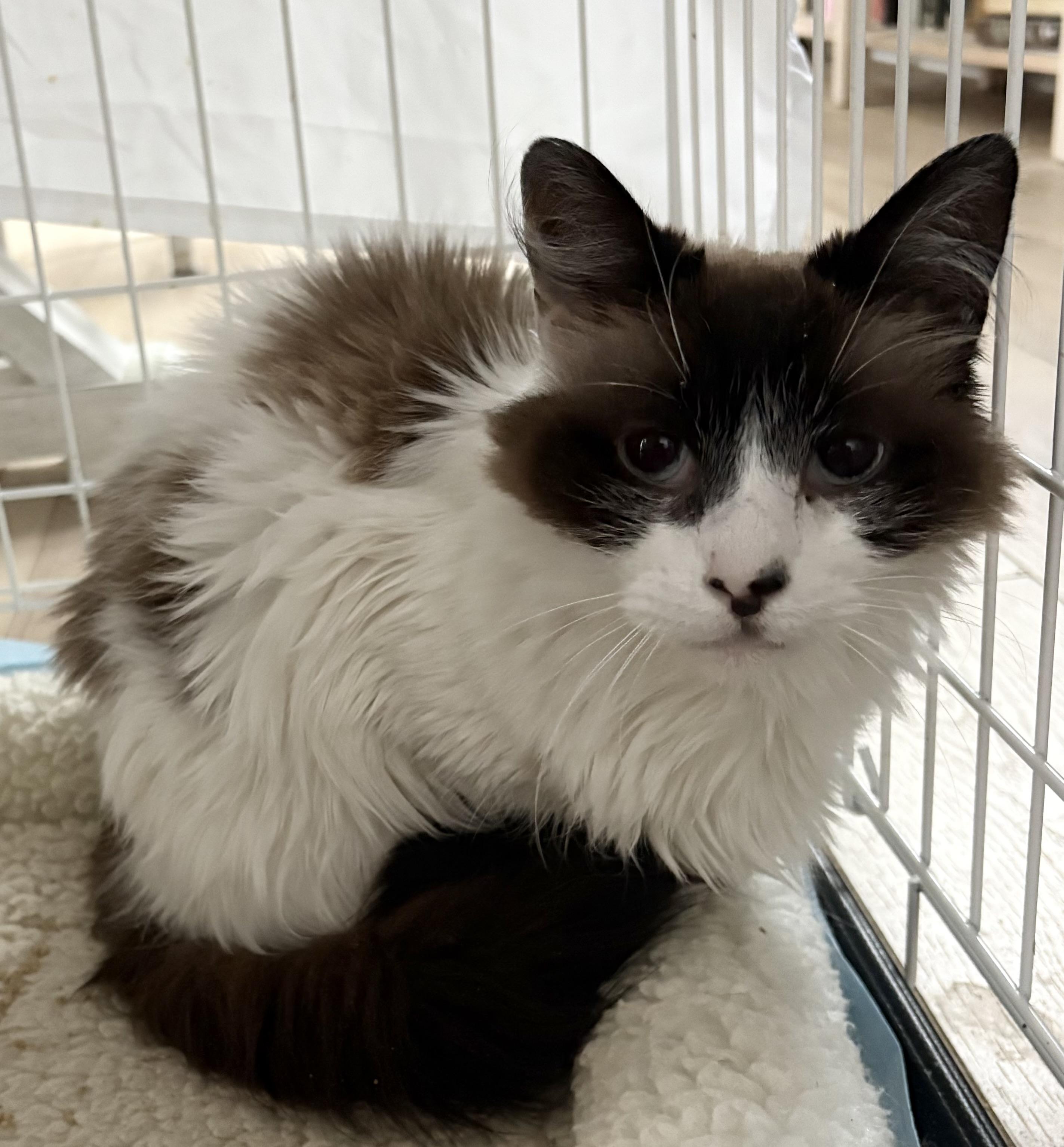 Enlarge Elphie and Fiyero, a ADOPTABLE Domestic Long Hair in Roslyn Heights, NY image 3/3