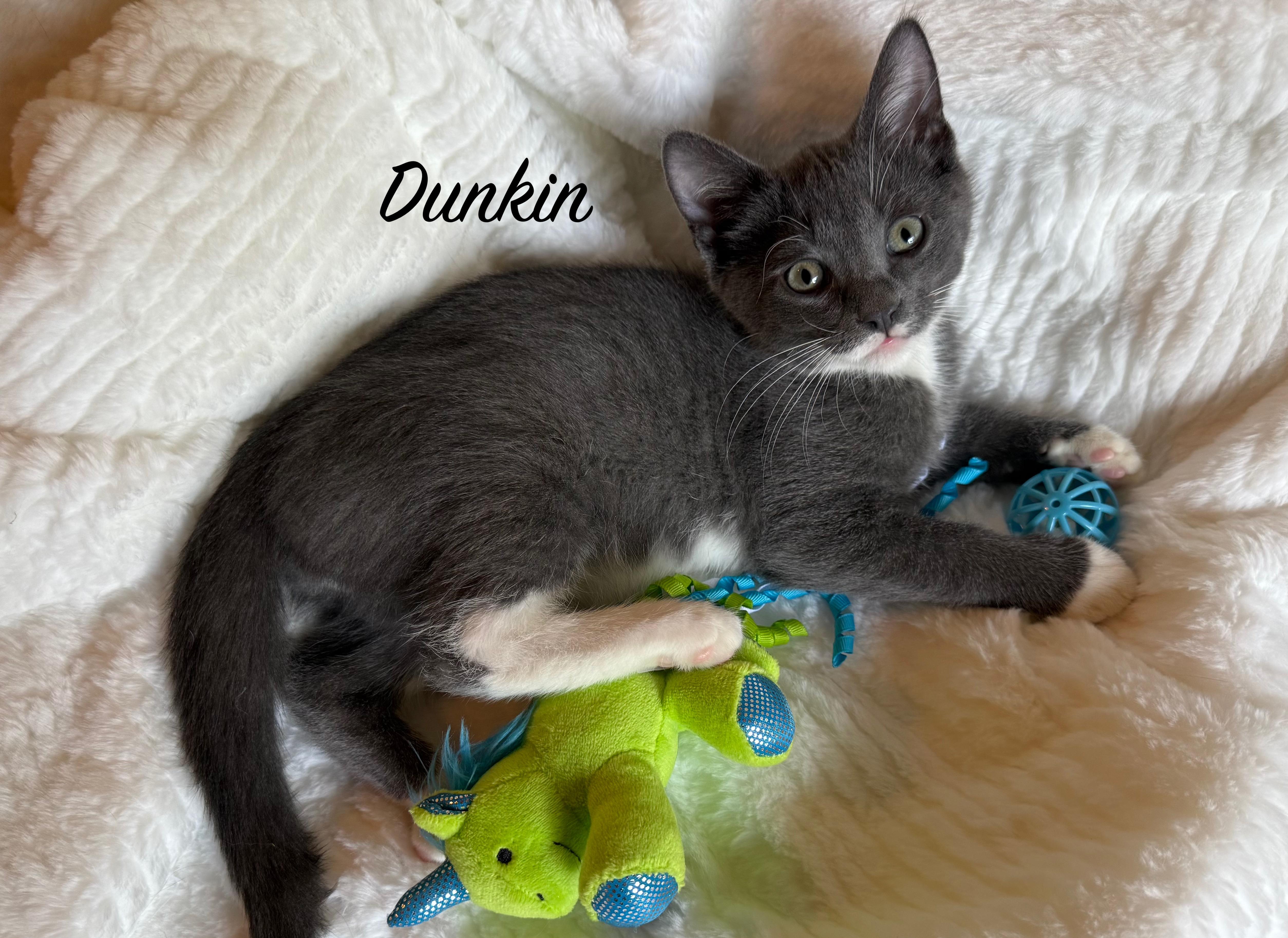 Enlarge DUNKIN DONUT and MARSHMALLOW, a Adopted Domestic Short Hair in Owatonna, MN image 2/4