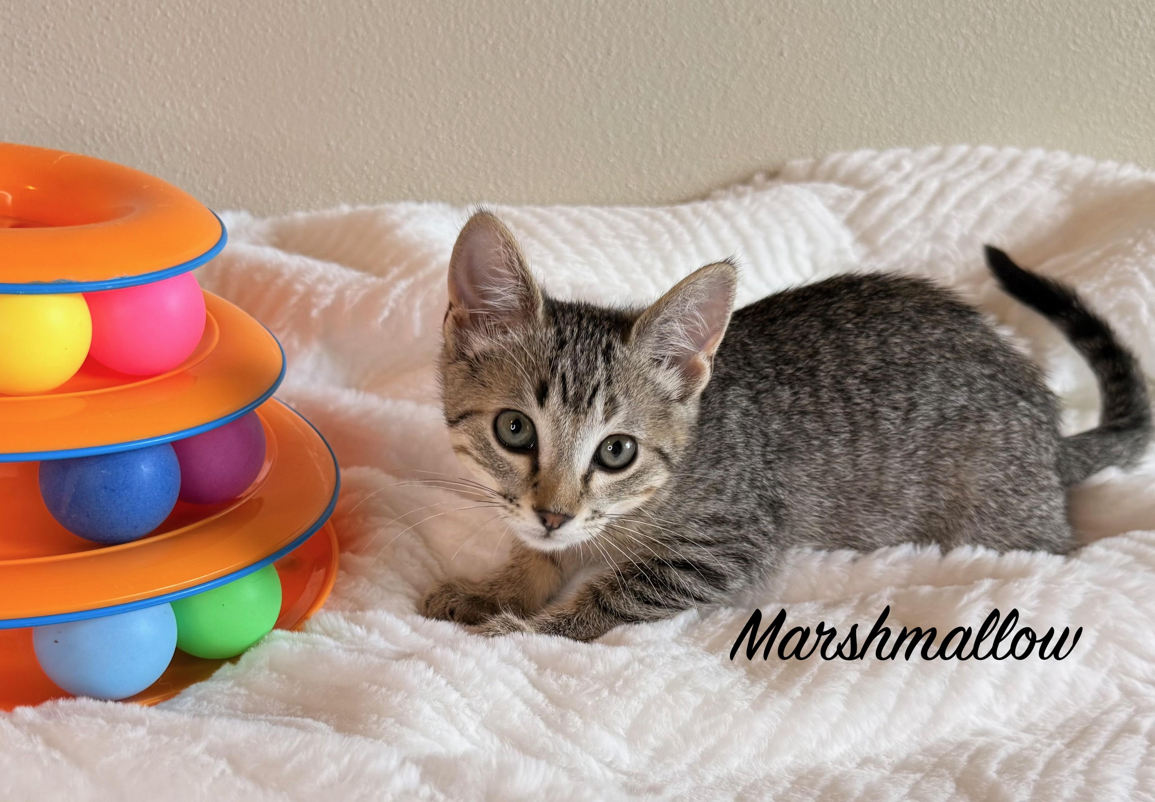 Enlarge DUNKIN DONUT and MARSHMALLOW, a Adopted Domestic Short Hair in Owatonna, MN image 4/4