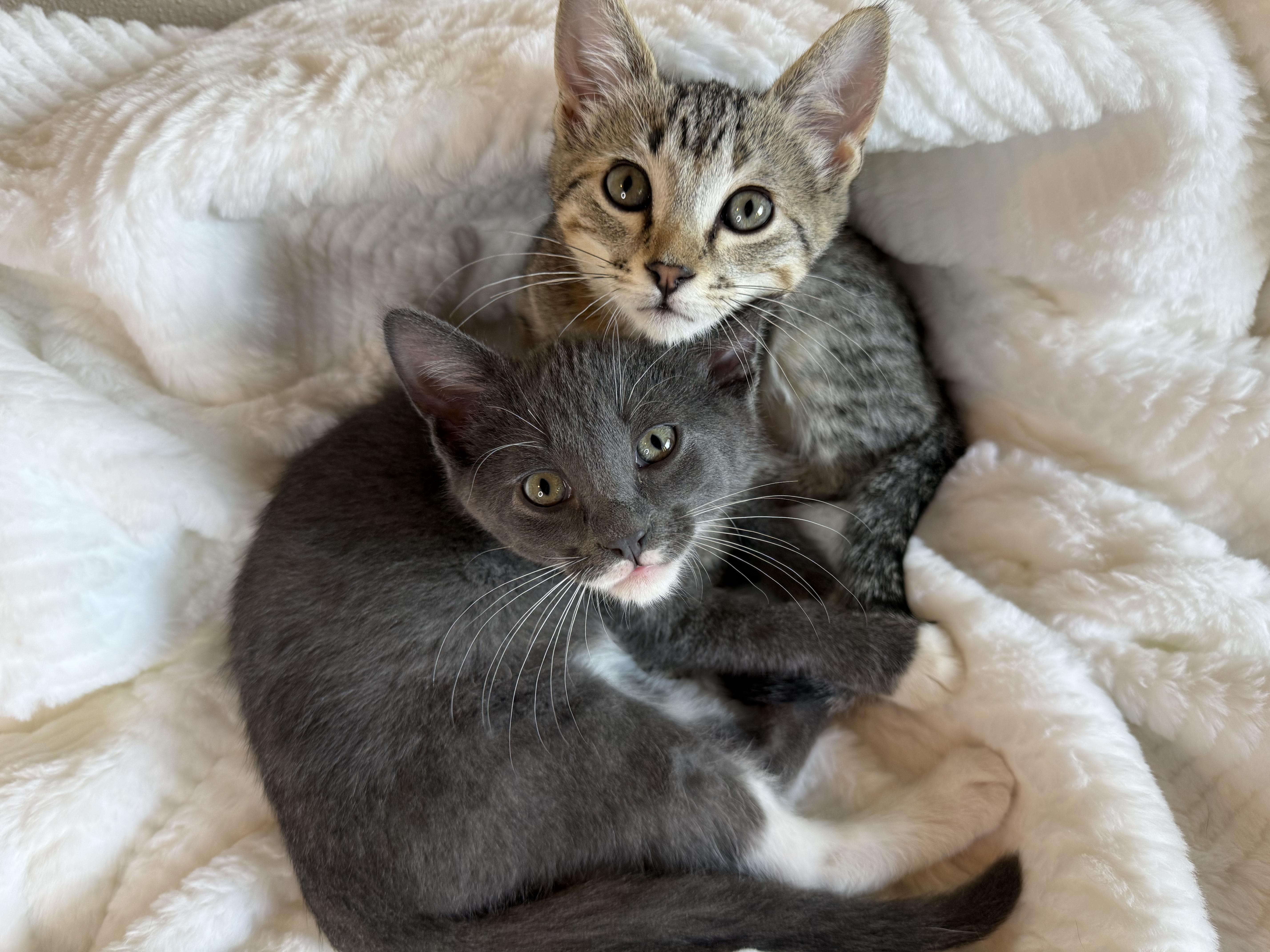 Enlarge DUNKIN DONUT and MARSHMALLOW, a Adopted Domestic Short Hair in Owatonna, MN image 1/4
