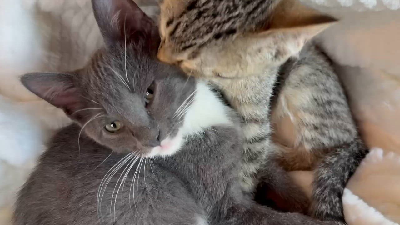 Enlarge DUNKIN DONUT and MARSHMALLOW, a Adopted Domestic Short Hair in Owatonna, MN video 3/4