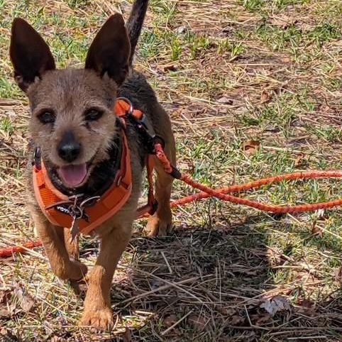 Enlarge Chico, a ADOPTABLE mixed breed in Williston, VT image 2/6