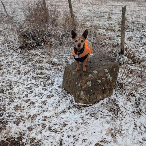 Enlarge Chico, a ADOPTABLE mixed breed in Williston, VT image 5/6